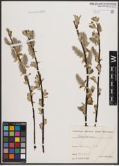 Foto von Salix caprea L.